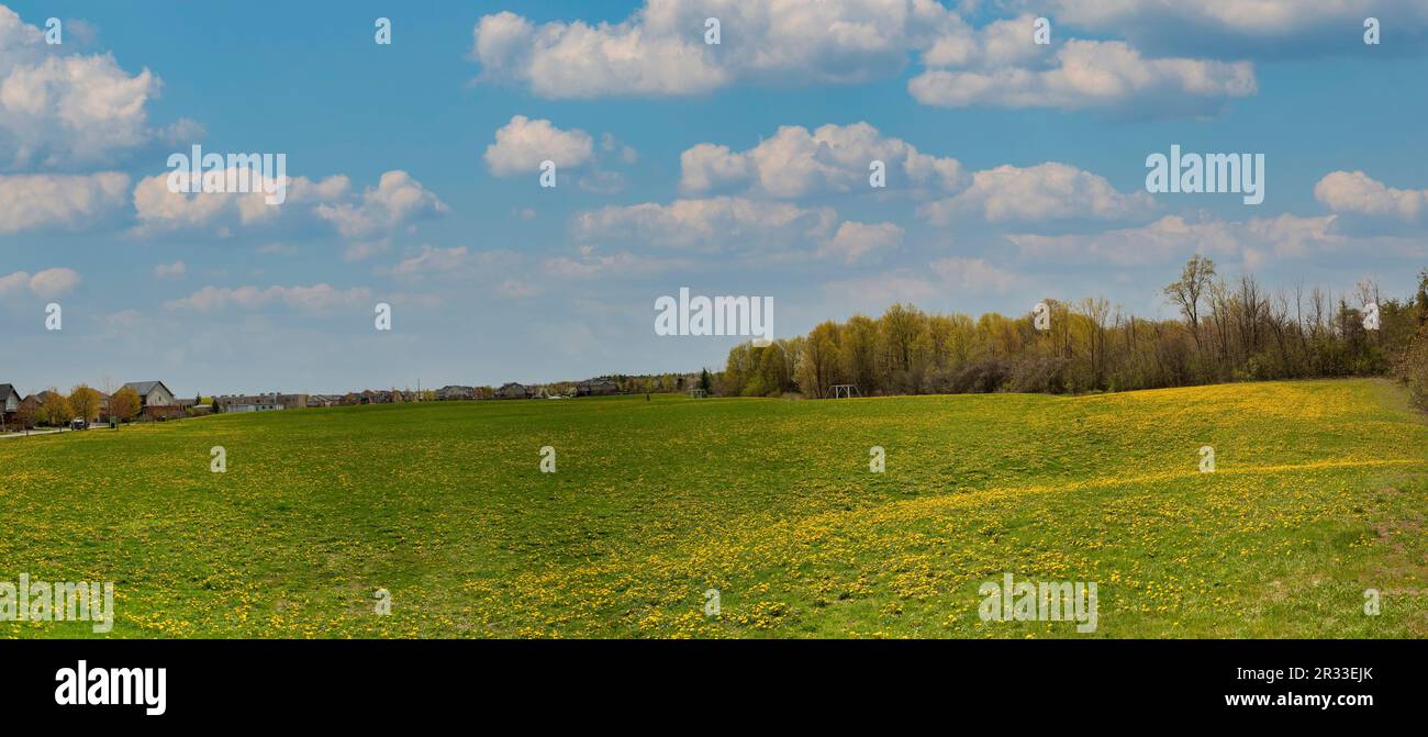Meadow dandelions spring panorama hi-res stock photography and images ...