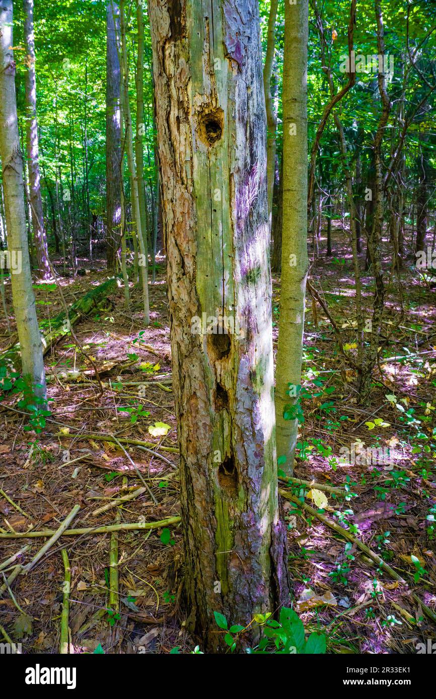 Tree eaten by various tree beetles and bark beetles Stock Photo Alamy
