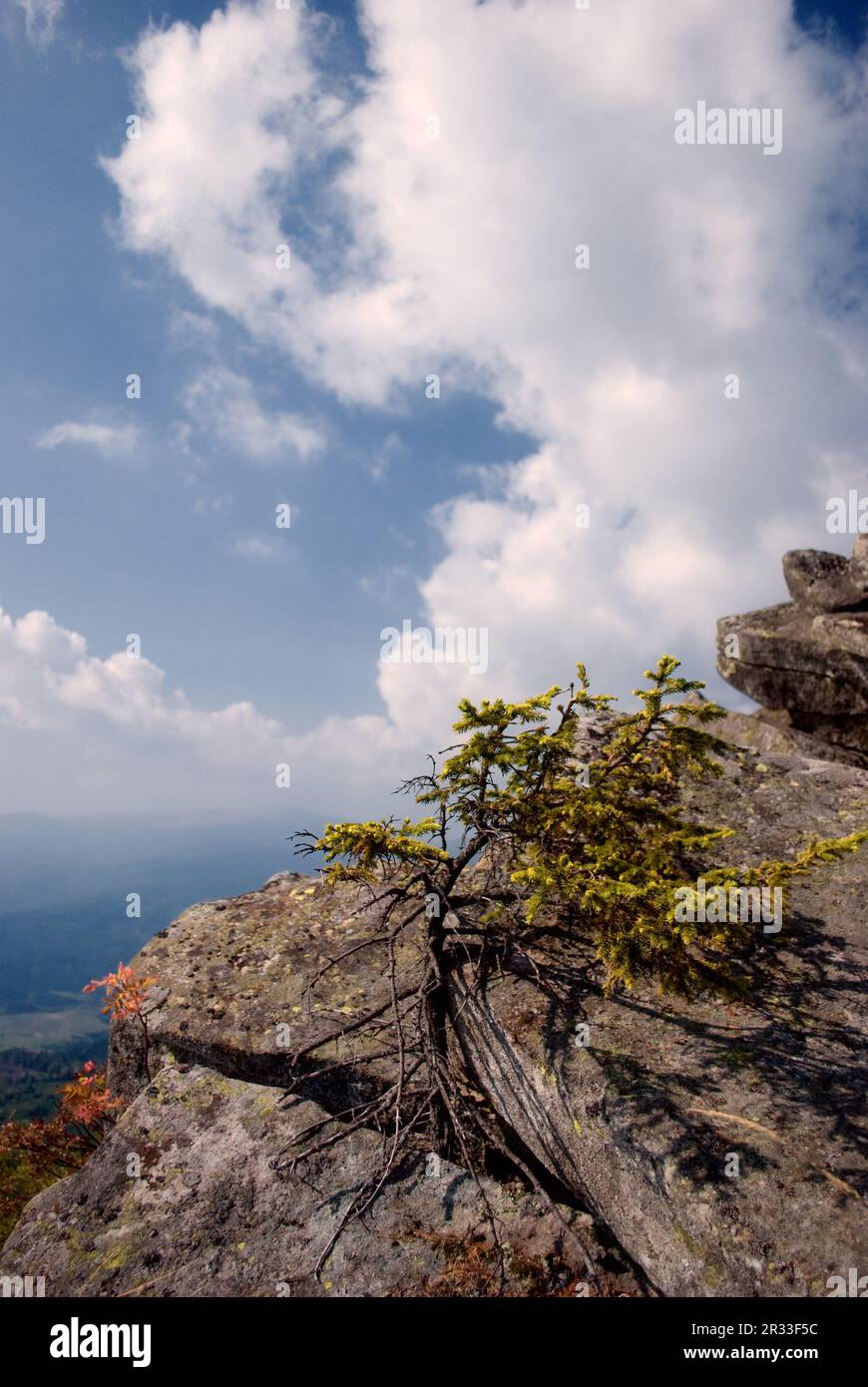 Mountain nature plants high hi-res stock photography and images - Alamy