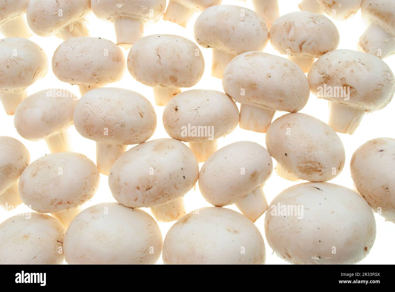 Champignons isolated Stock Photo