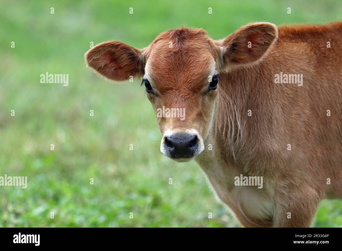 Jersey Calf in a Farm Pasture in Summer close up on the head Stock ...
