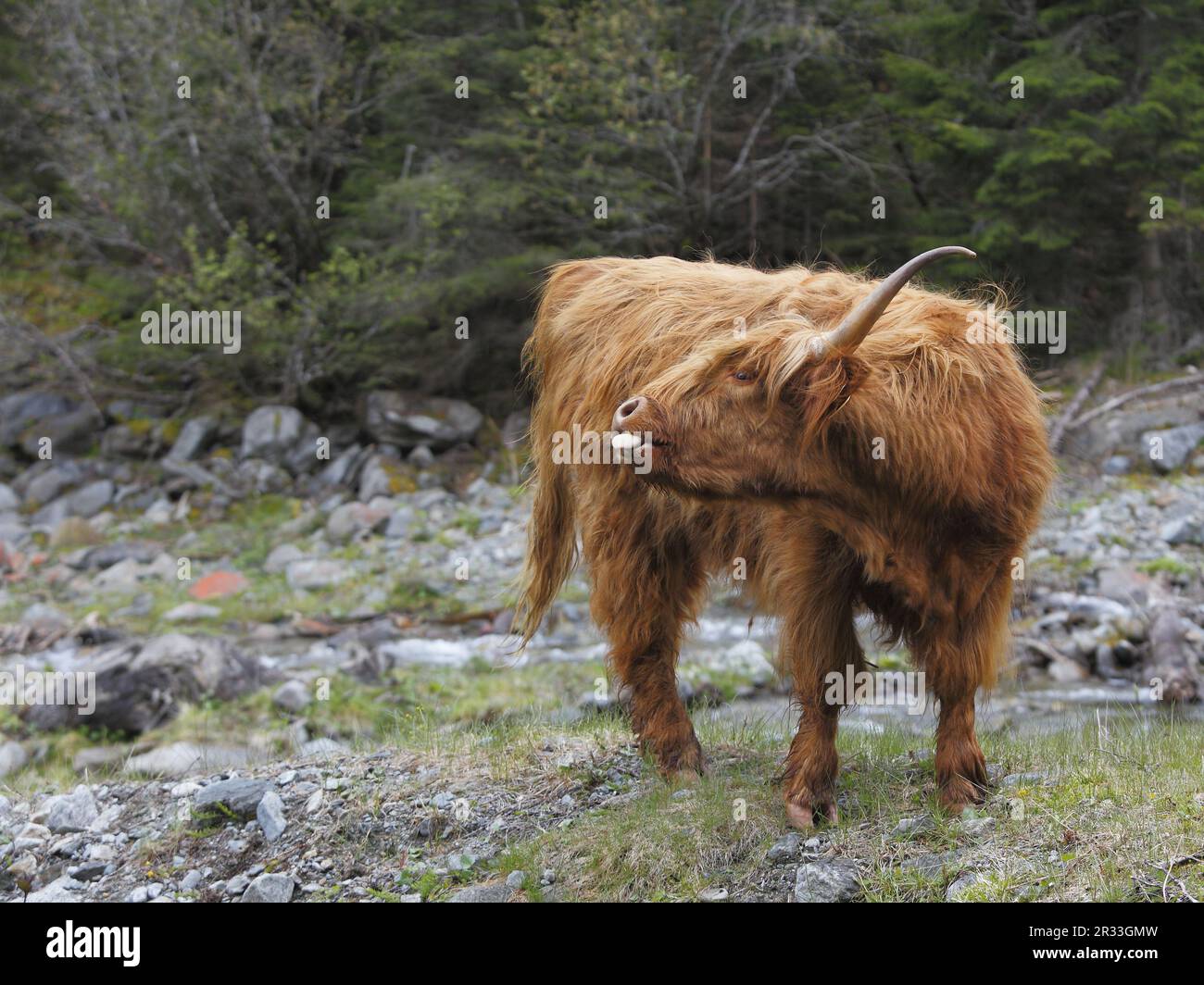 Scottish Highland Cattle in the Sellrain Valley Stock Photo