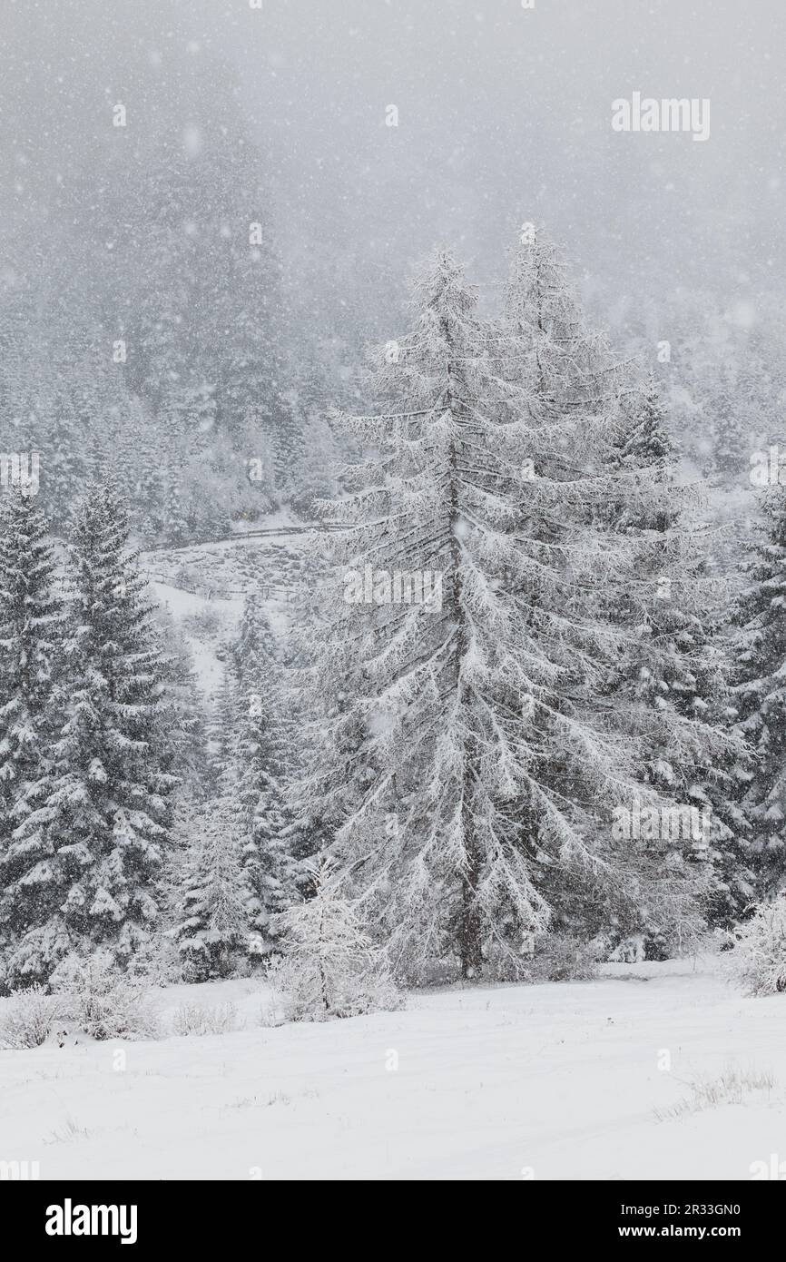 Snowfall in the larch forest hi-res stock photography and images - Alamy