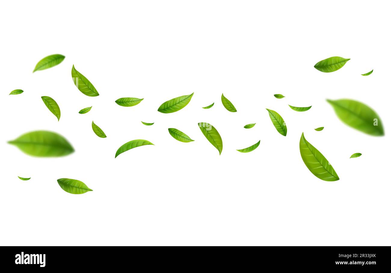 Realistic green tea leaves in motion Stock Vector Image & Art - Alamy