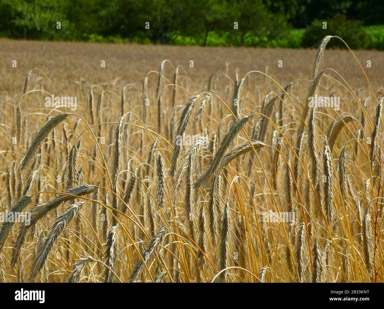 Roggen (Secale cereale Stock Photo - Alamy
