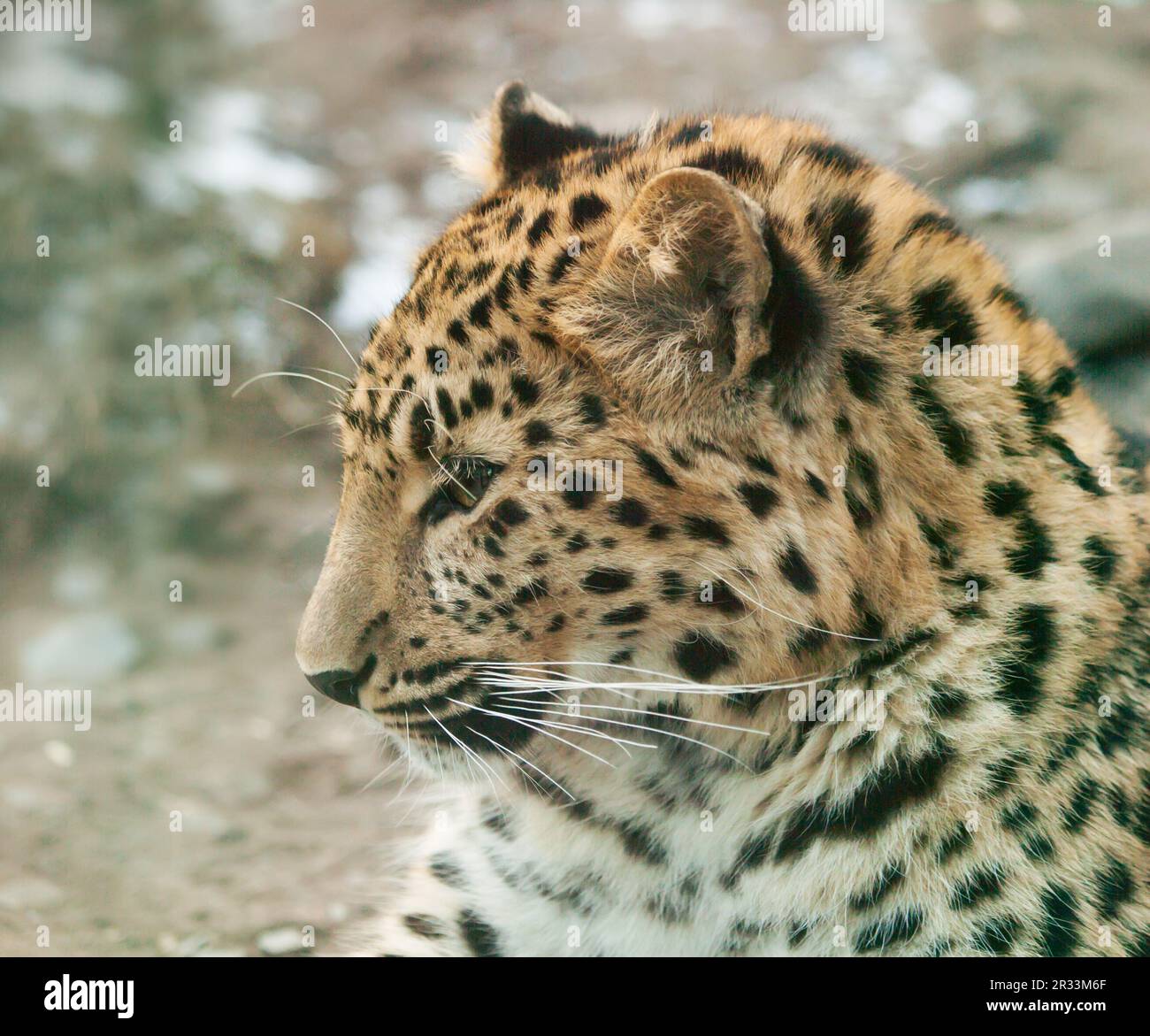 Portrait of Janav leopard - Panthera pardus Stock Photo
