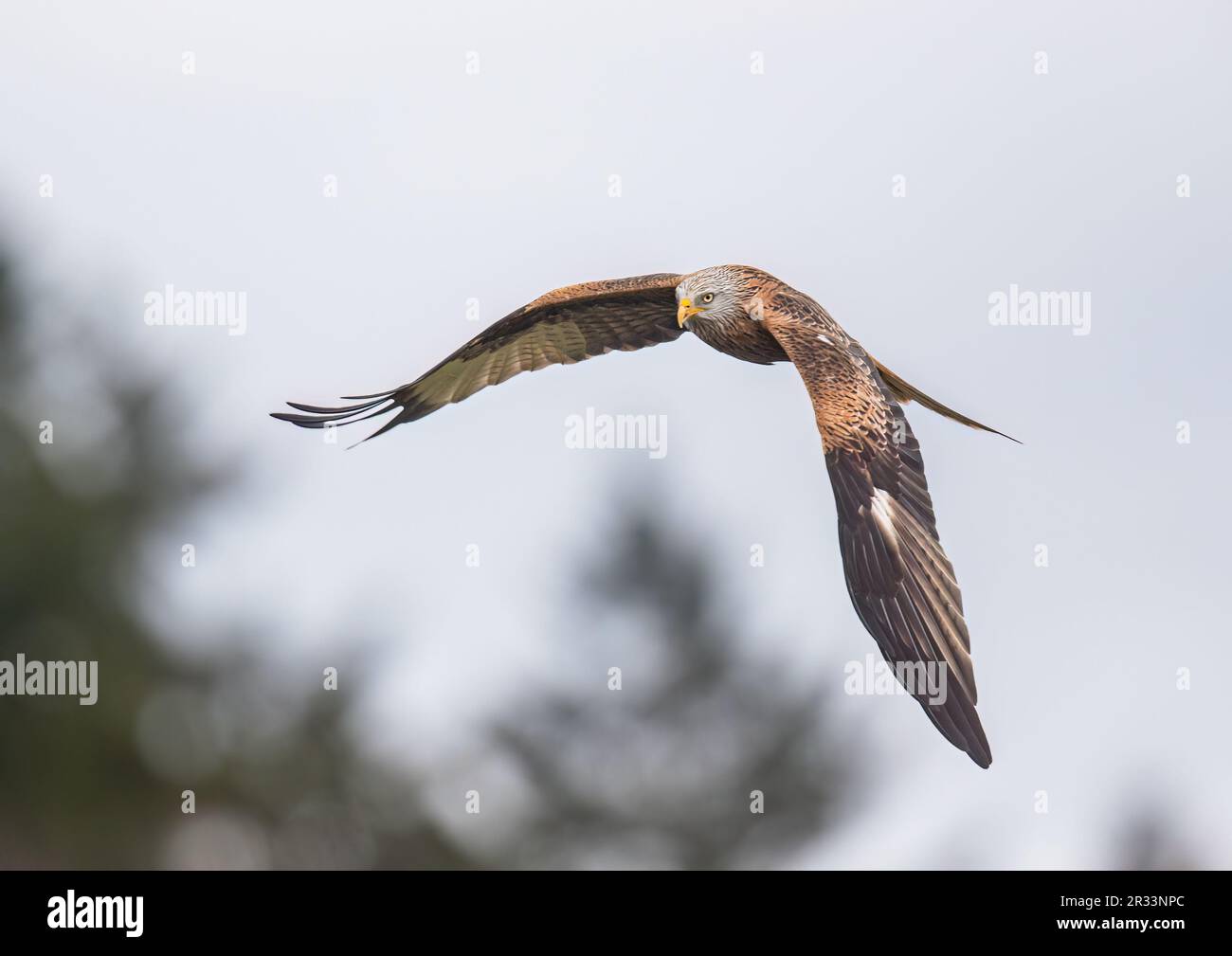 Close up of an agile colourful Red Kite (Milvus milvus) in flight