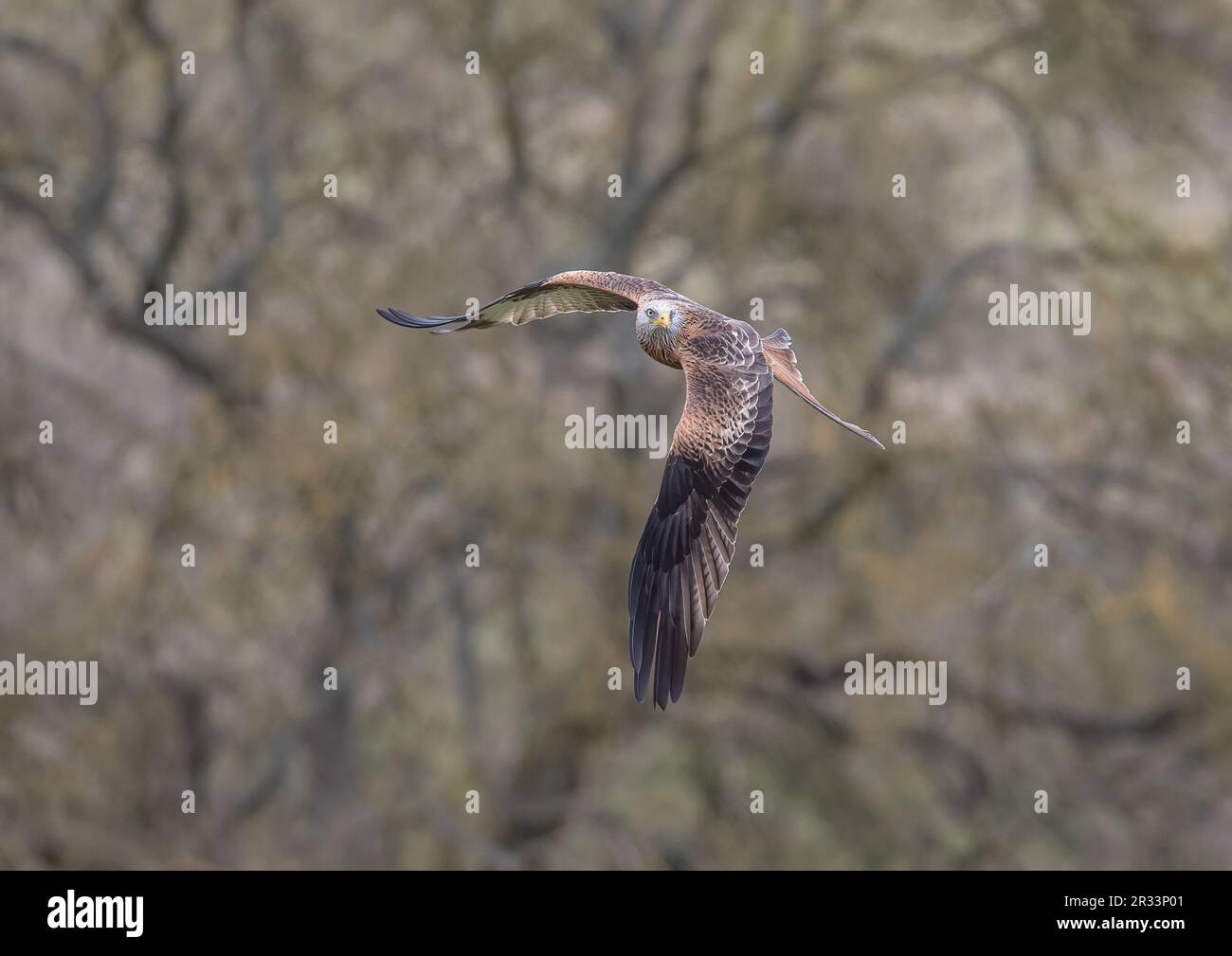 Close up of an agile colourful Red Kite (Milvus milvus) in flight