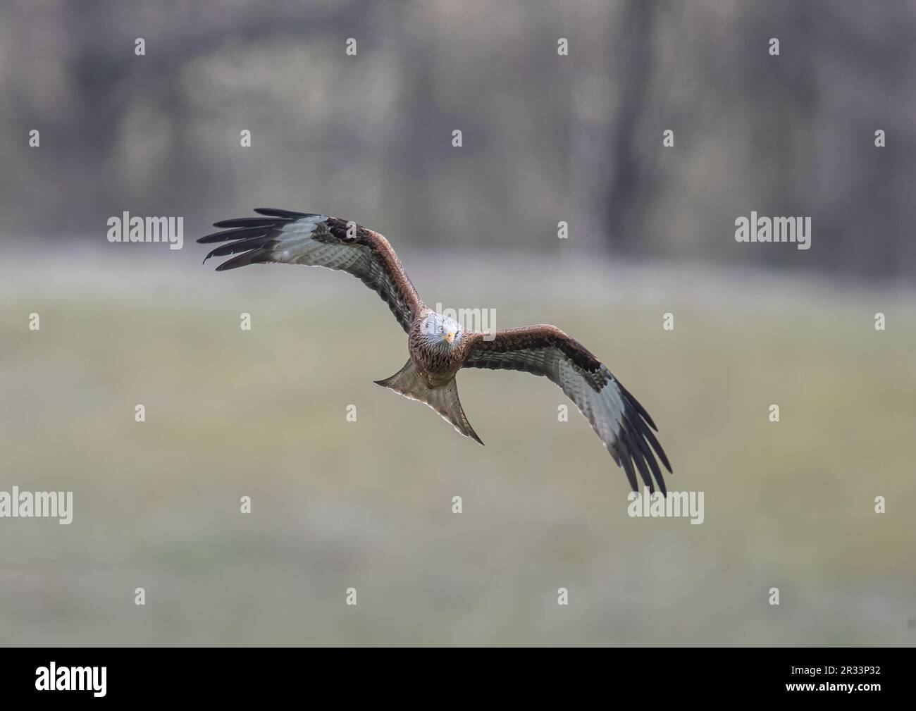 Close up of an agile Red Kite (Milvus milvus) in flight against a