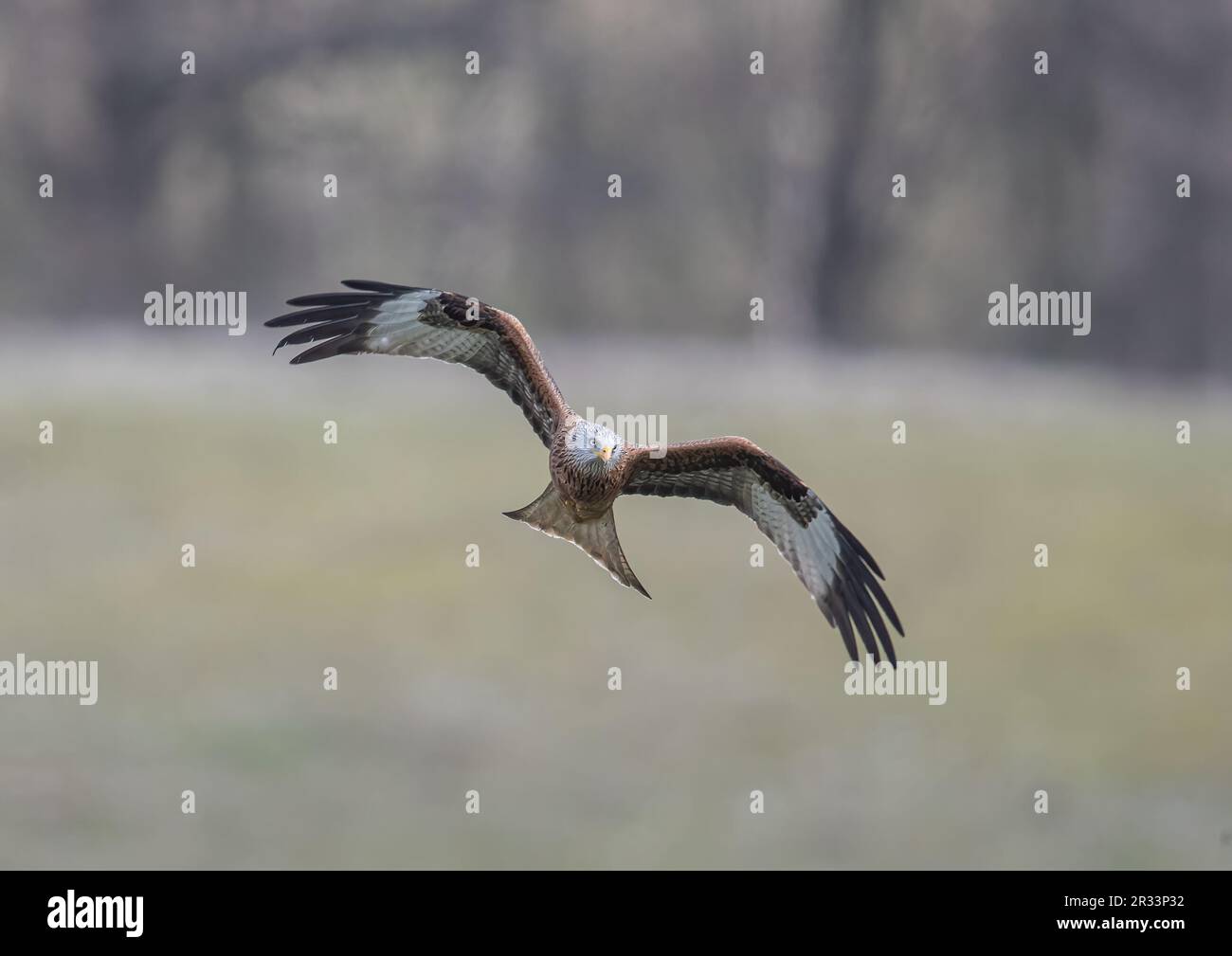 Close up of an agile  Red Kite (Milvus milvus) in flight against a woodland background . Brought back from the brink of extinction in the UK . Suffolk Stock Photo