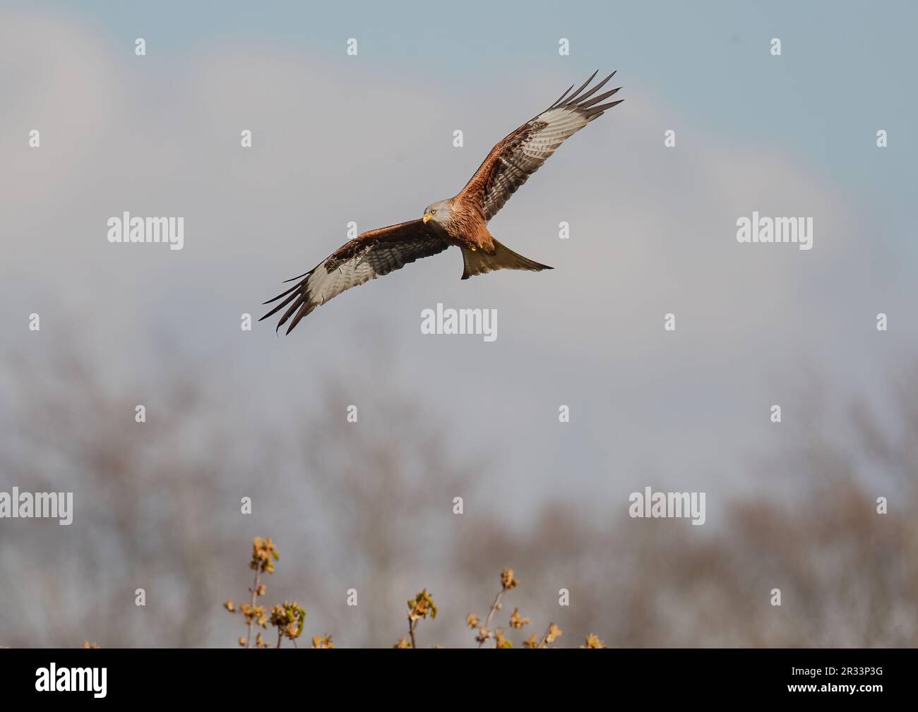 Close up of an agile  colourful Red Kite (Milvus milvus) soaring  in flight . Brought back from the brink of extinction in the UK . Suffolk Stock Photo