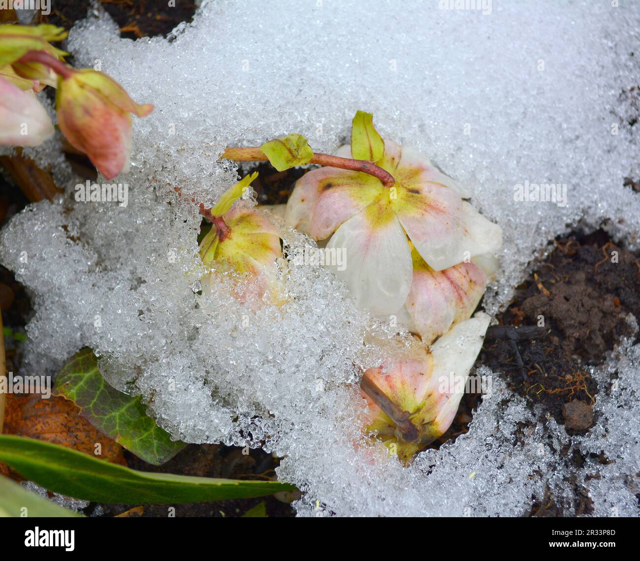 Snow Rose (Helleborus niger) Stock Photo