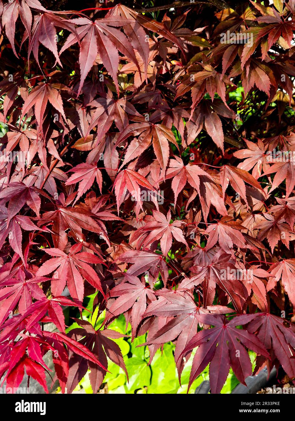 Acer palmatum france hi-res stock photography and images - Alamy