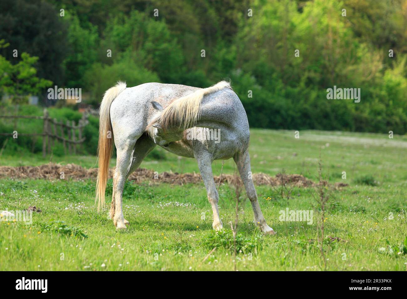 Fly mold in a pasture Stock Photo Alamy