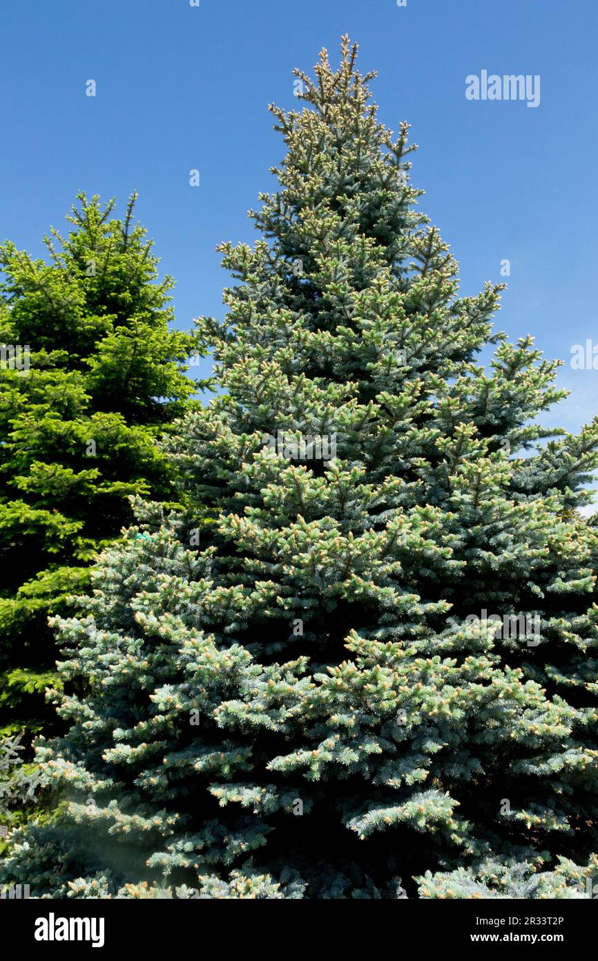 Colorado Blue Spruce Tree, Picea pungens 'Globosa' Stock Photo