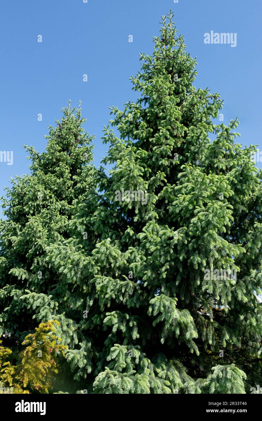 Engelmann spruce Tree, Picea engelmannii 'Glauca' Stock Photo