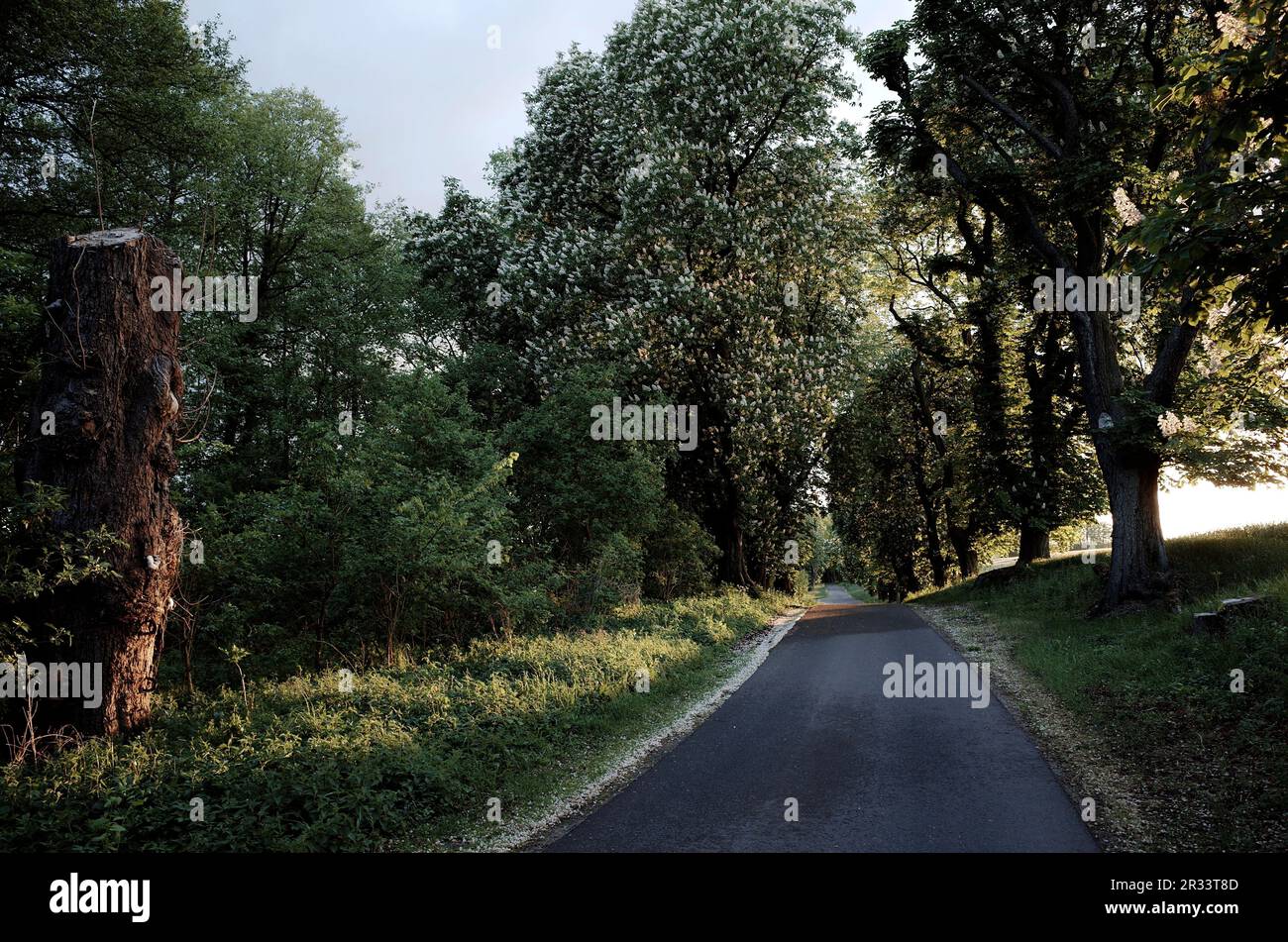 road with trees in summer in brandenburg Stock Photo