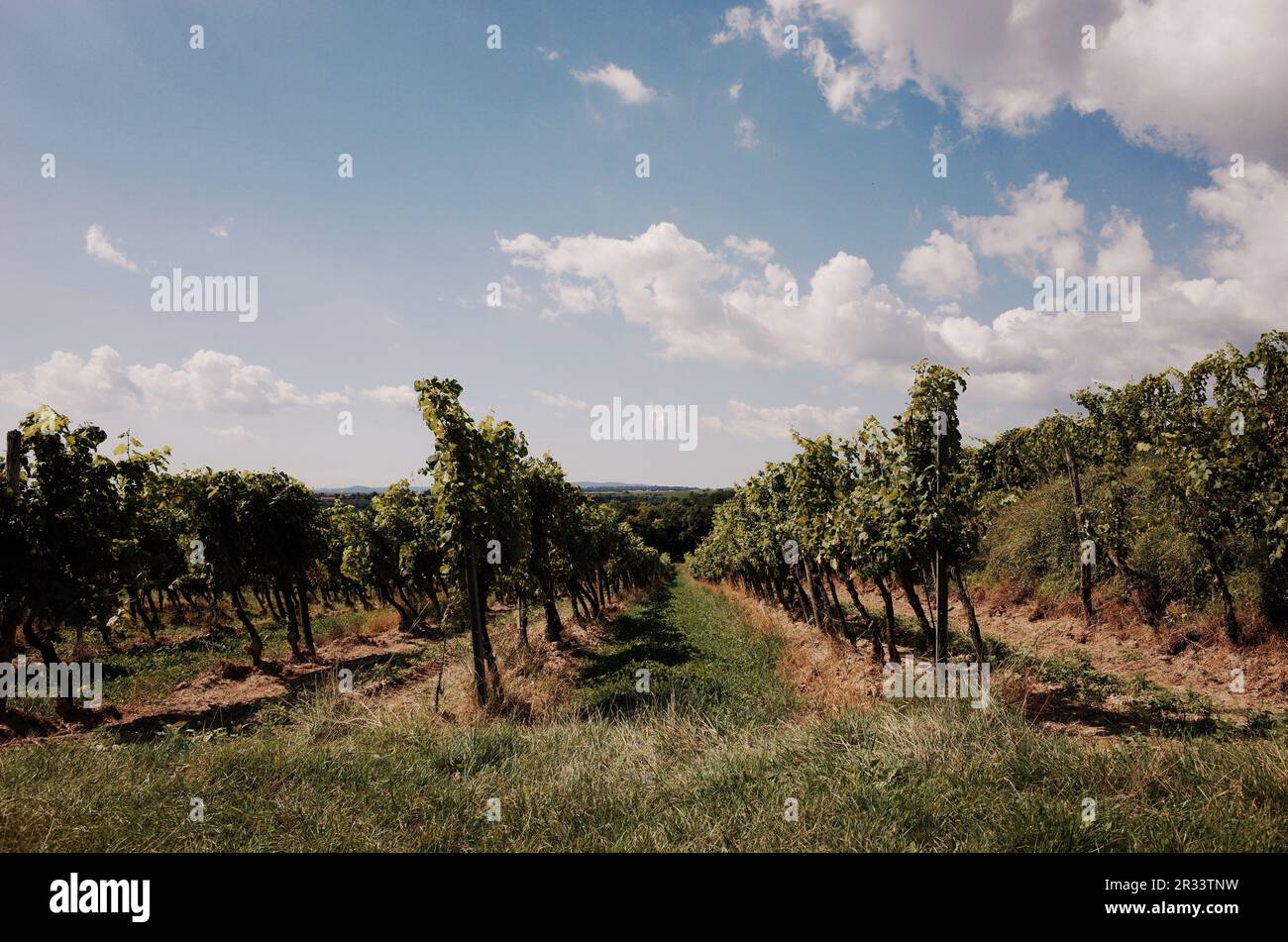 vineyard in austria with a  summer sky Stock Photo