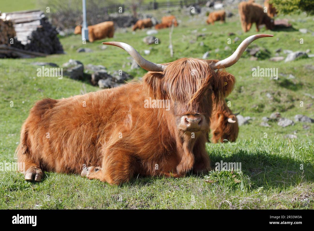 Scottish highland cattle on the pasture, Tyrol Stock Photo - Alamy
