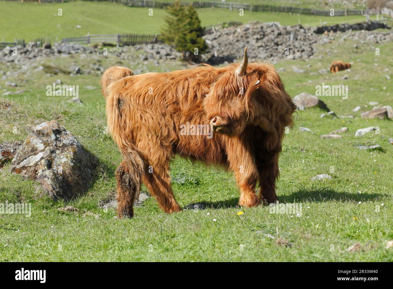 Scottish highland cattle on the pasture, Tyrol Stock Photo - Alamy