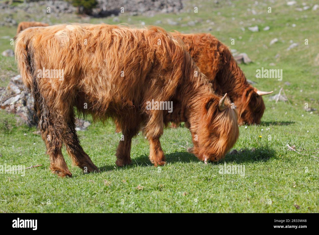 Scottish highland cattle on the pasture, Tyrol Stock Photo - Alamy