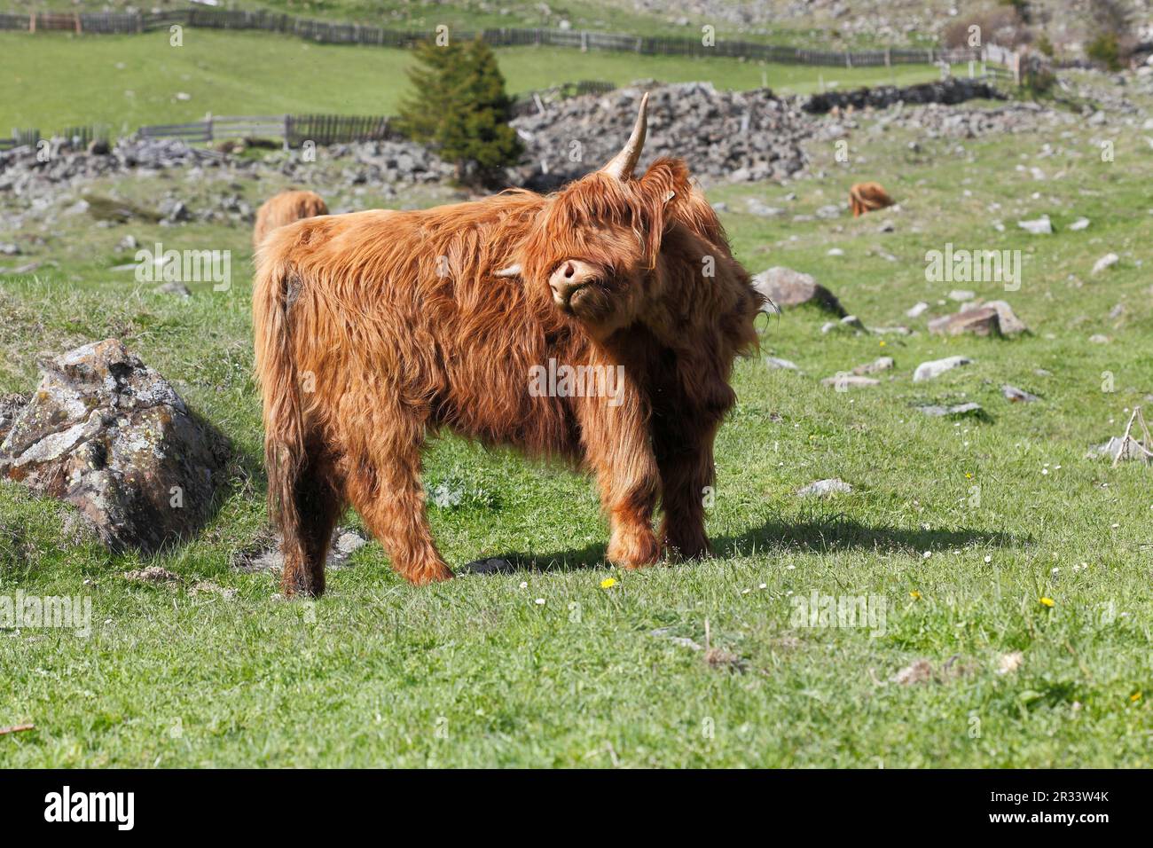 Scottish highland cattle on the pasture, Tyrol Stock Photo - Alamy