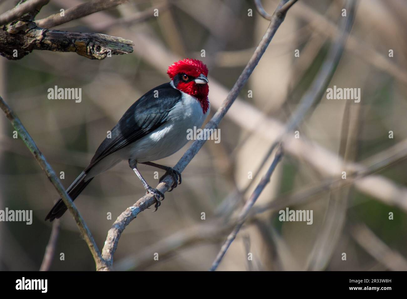 Red Capped Cardinal Stock Photo