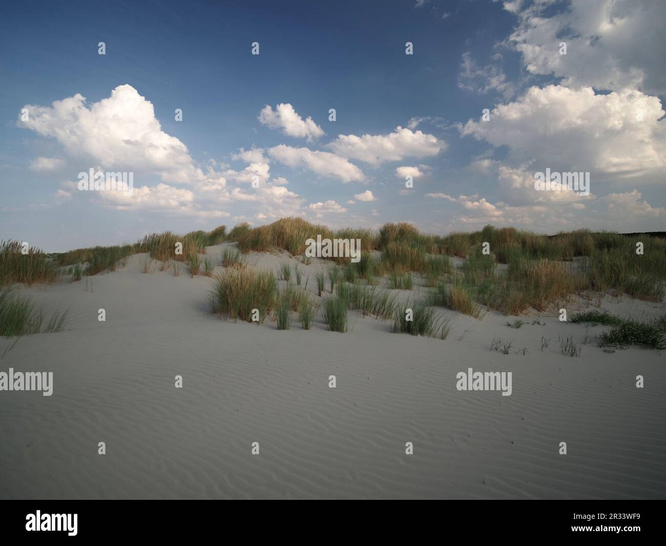 Dunes at Schiermonnikoog in the Netherlands Stock Photo - Alamy