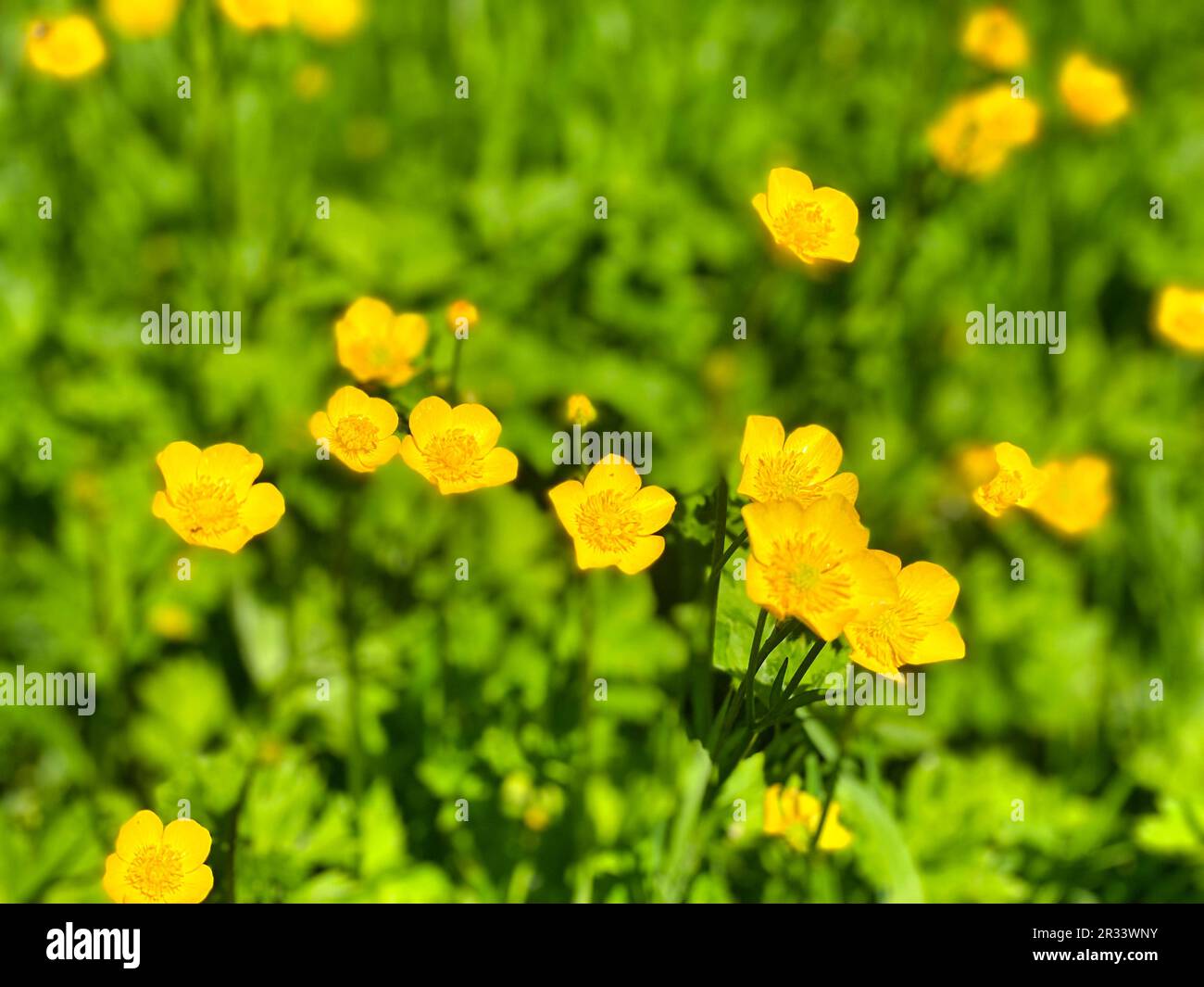 Field of yellow buttercup flowers Stock Photo Alamy