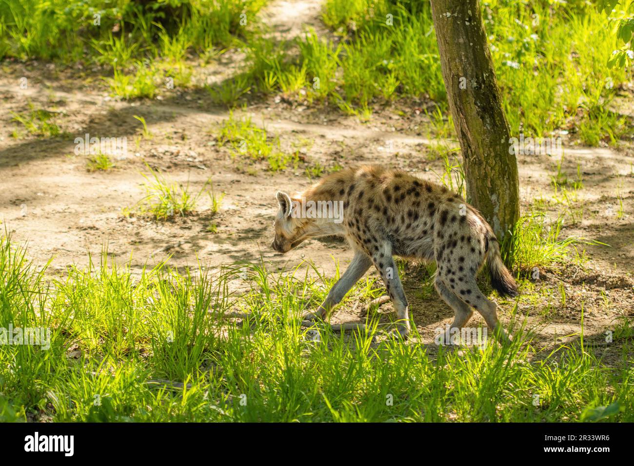 Spotted hyena. Beautiful hyena in wild Stock Photo - Alamy
