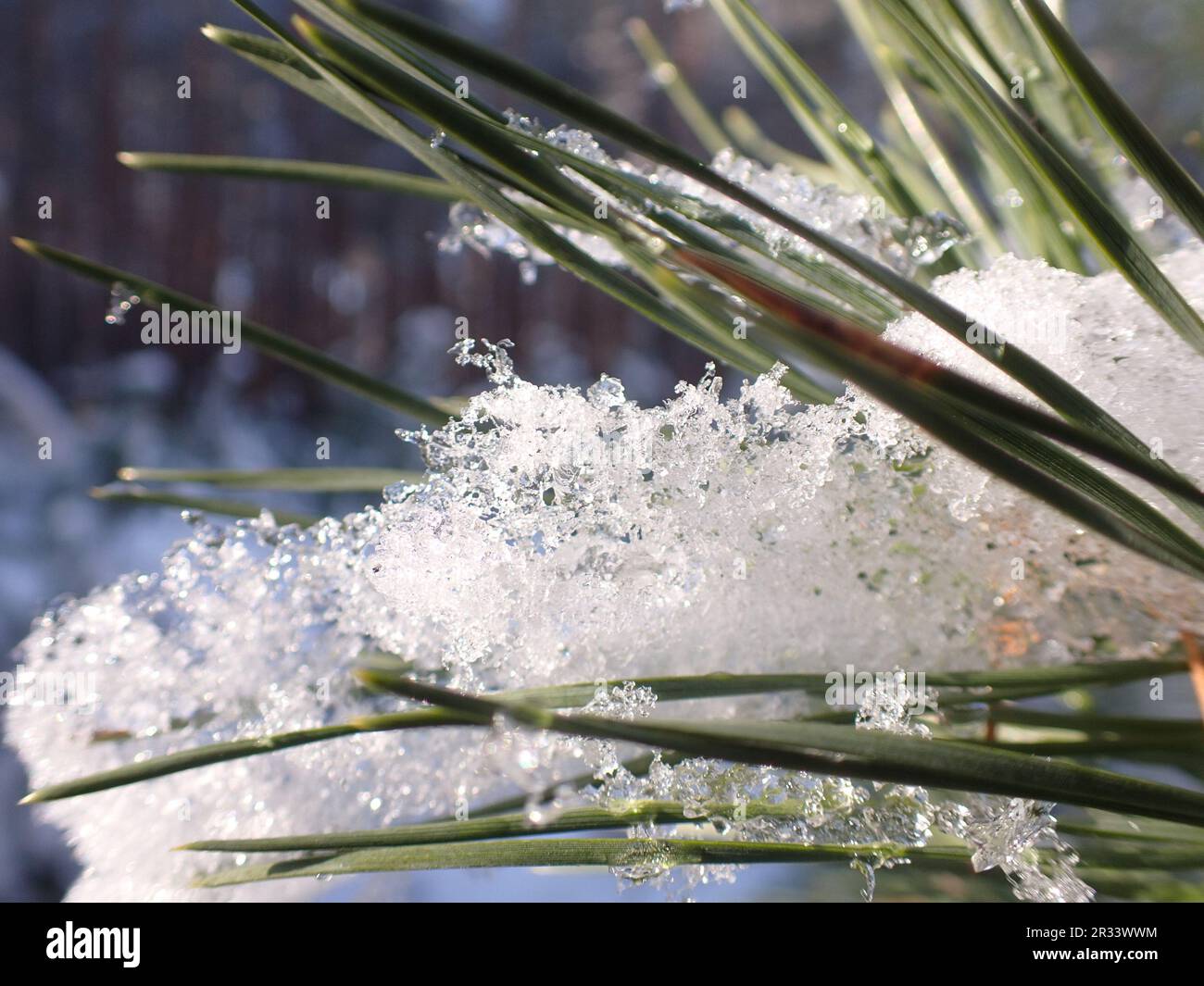 close up of snow on pine needles Stock Photo