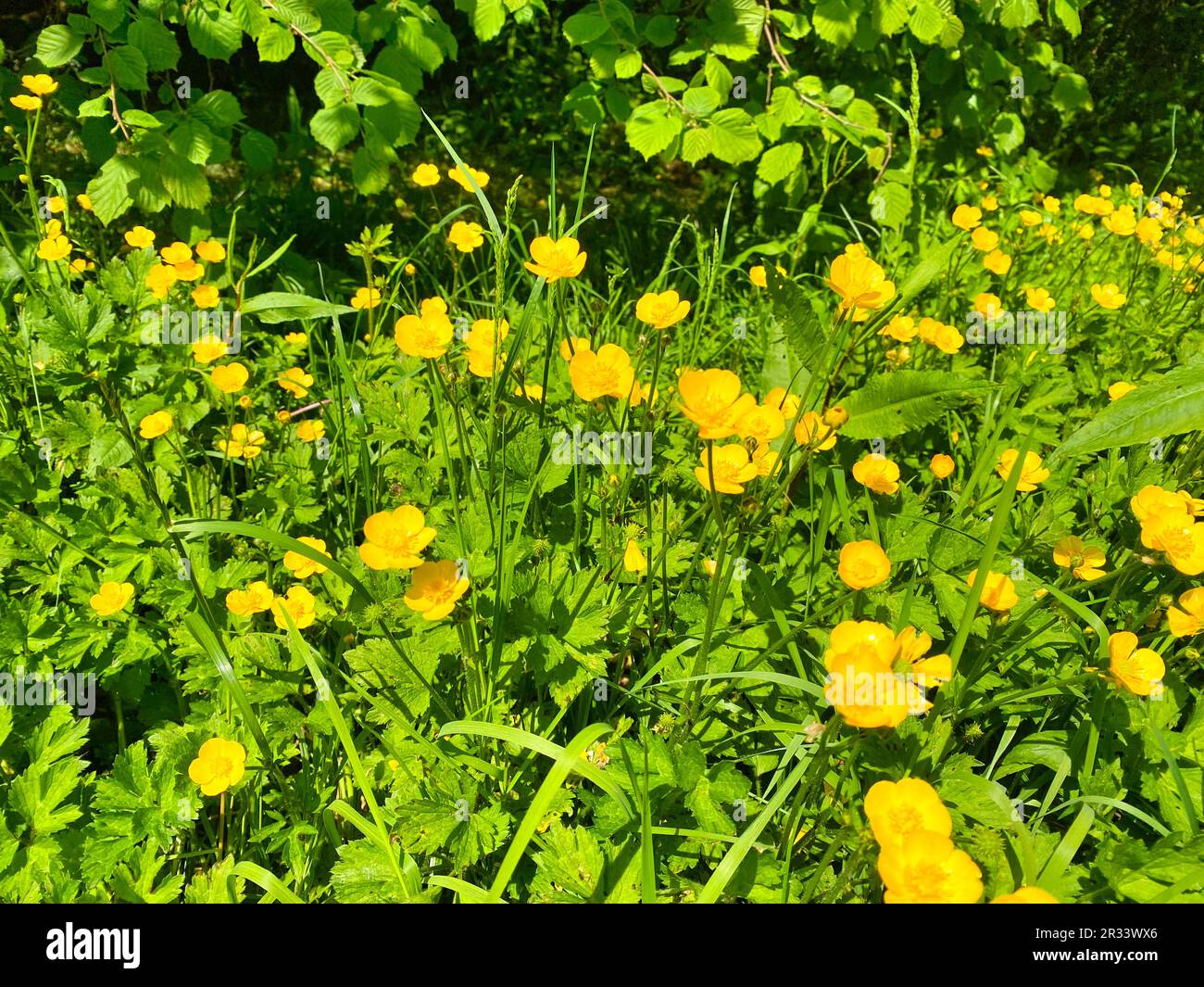 Field of yellow buttercup flowers Stock Photo Alamy