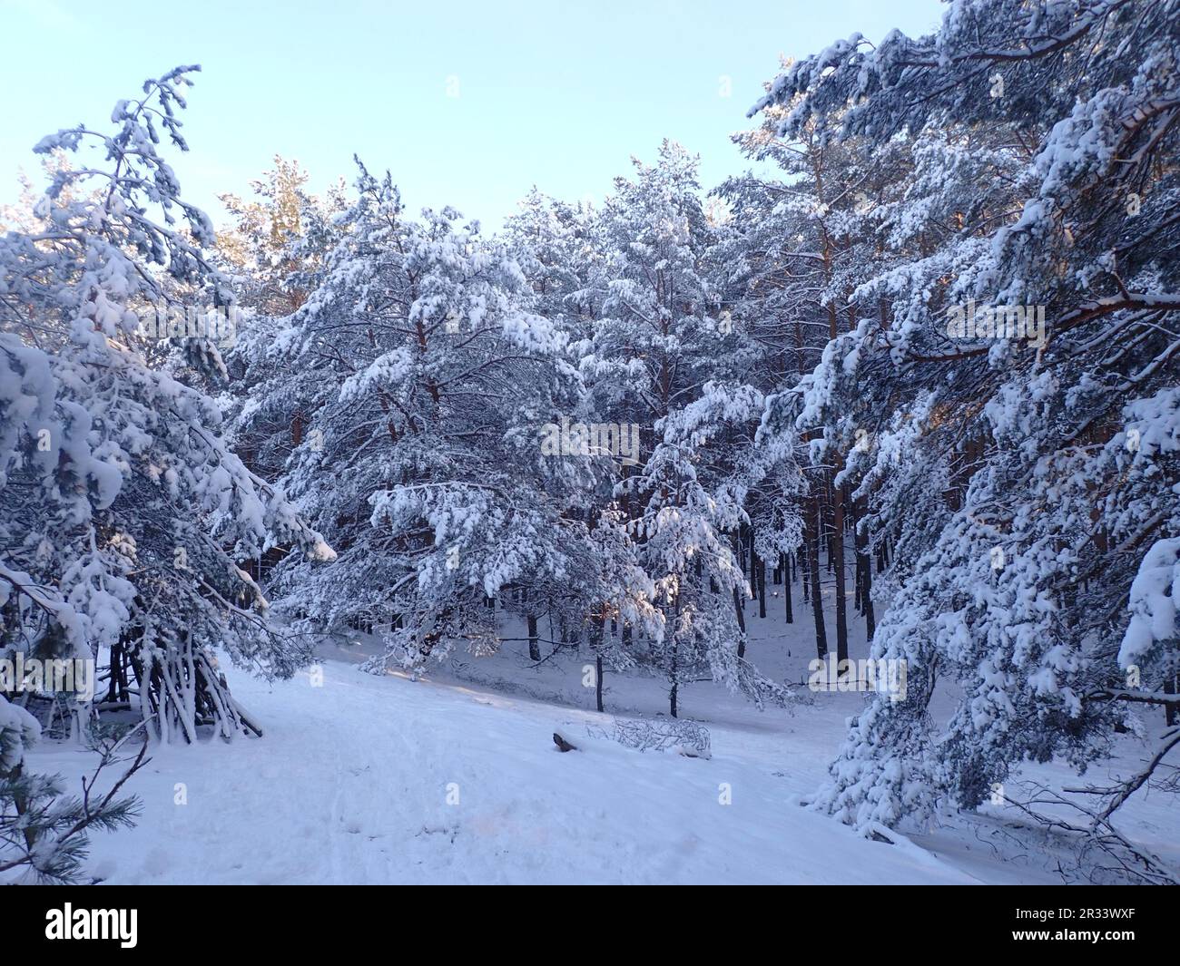 snow in a pine forest in Brandenburg, Germany Stock Photo