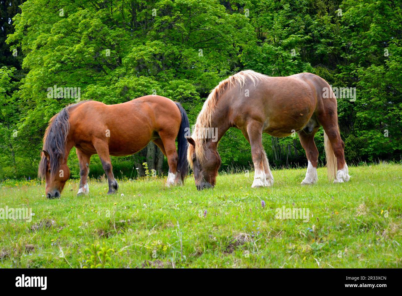 Black Forest Cold Blood Stock Photo - Alamy