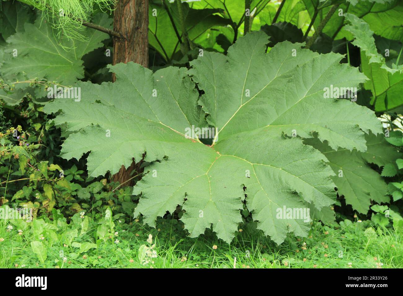 Mammoth Leaf Stock Photo