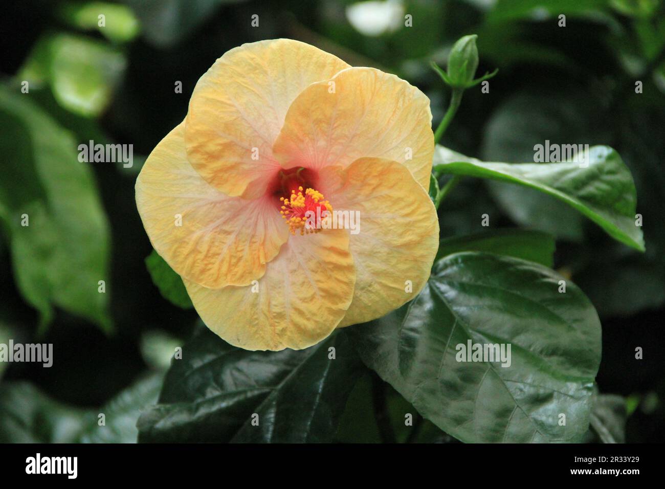 Hibiscus mallow hi-res stock photography and images - Alamy