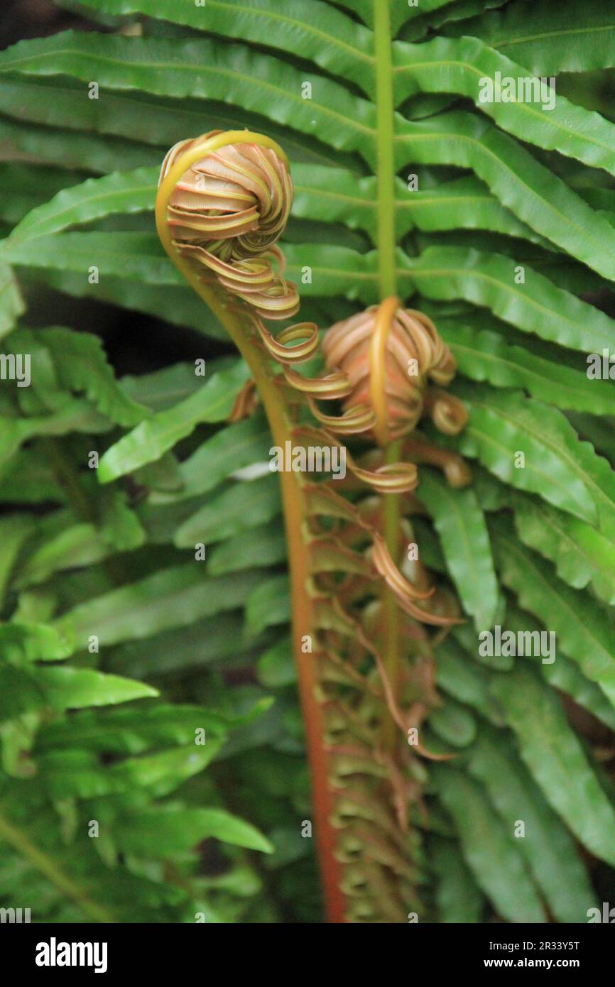 Lush green fern foliage hi-res stock photography and images - Alamy