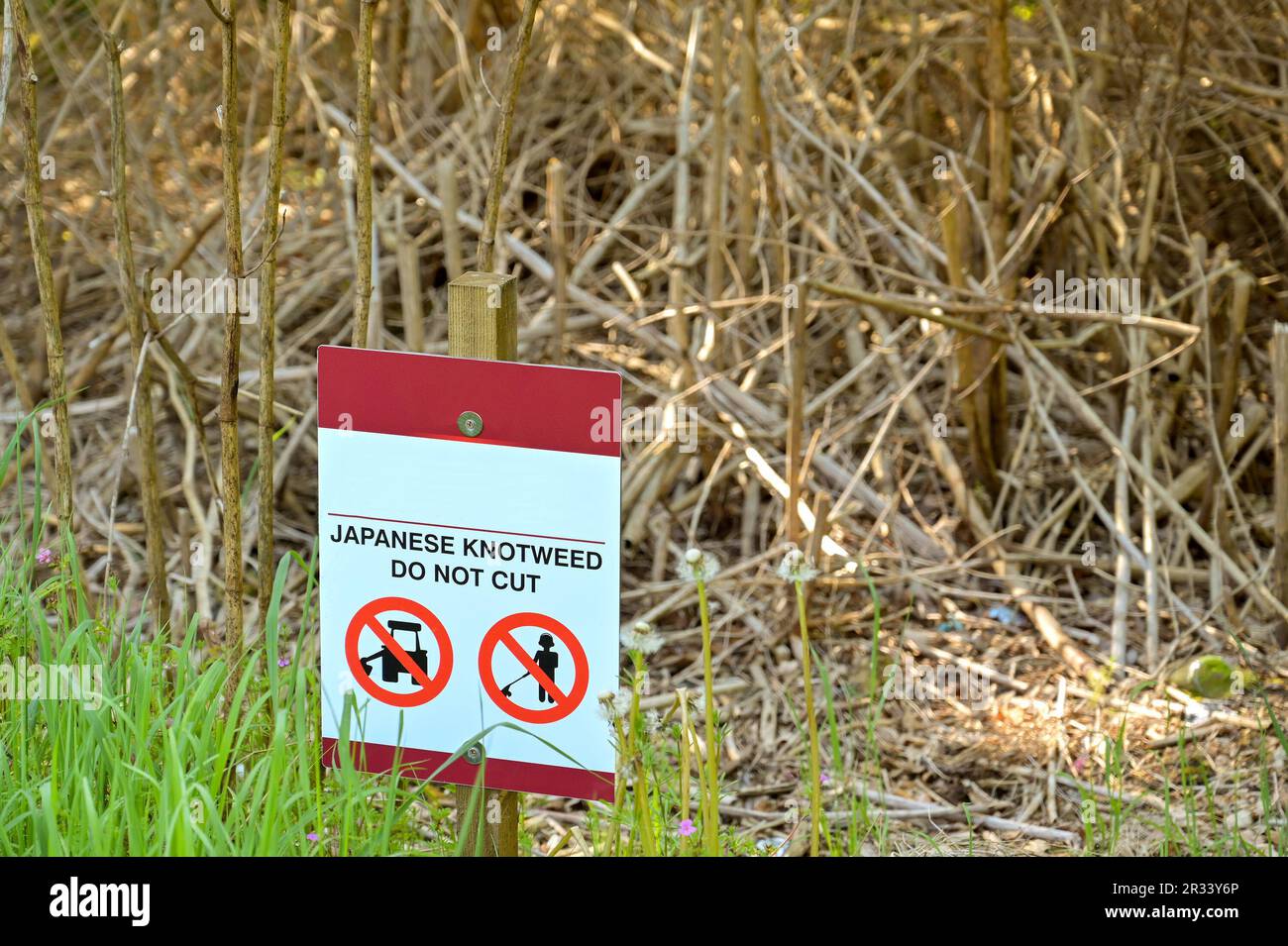 Warning sign on a site of Japanese Knotweed to prevent the dead shoots being cut. No people. Stock Photo