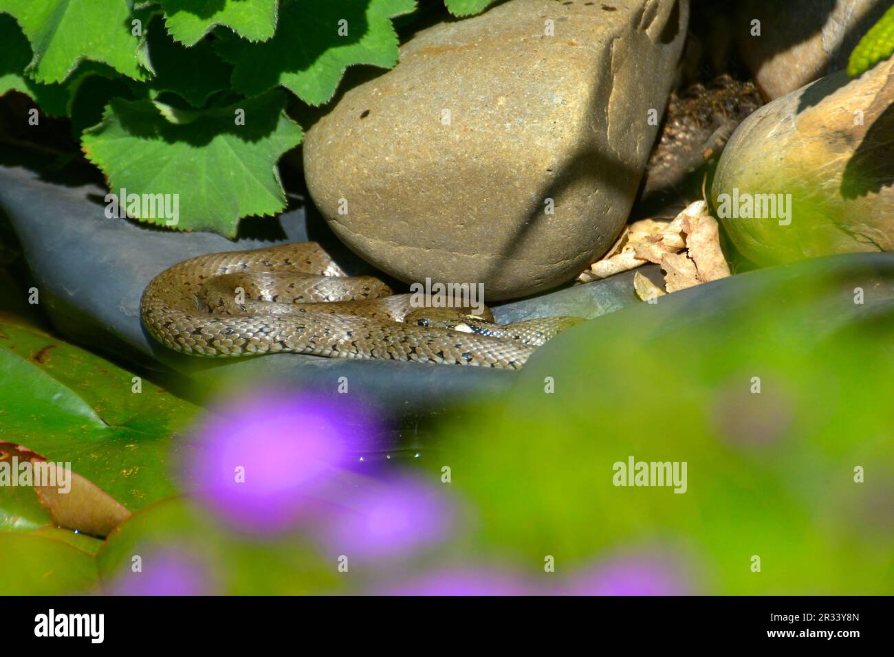 Schlange Ringelnatter (Natrix natrix) am Gartenteich, zusammengerollt