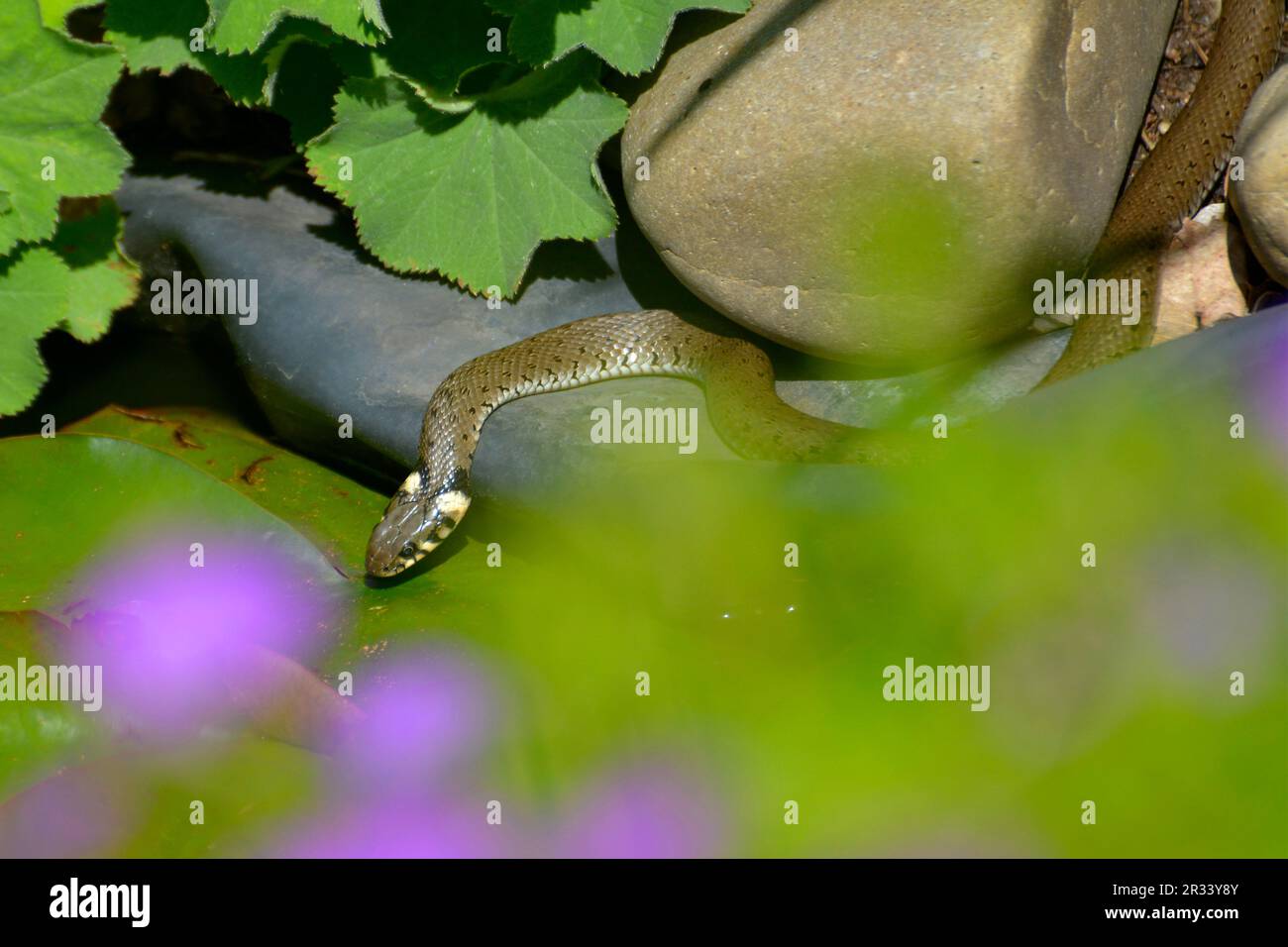 Schlange Ringelnatter (Natrix natrix) am Gartenteich Stock Photo Alamy