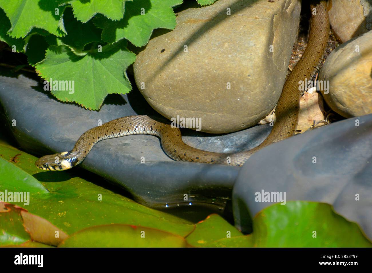 Schlange Ringelnatter (Natrix natrix) am Gartenteich Stock Photo Alamy