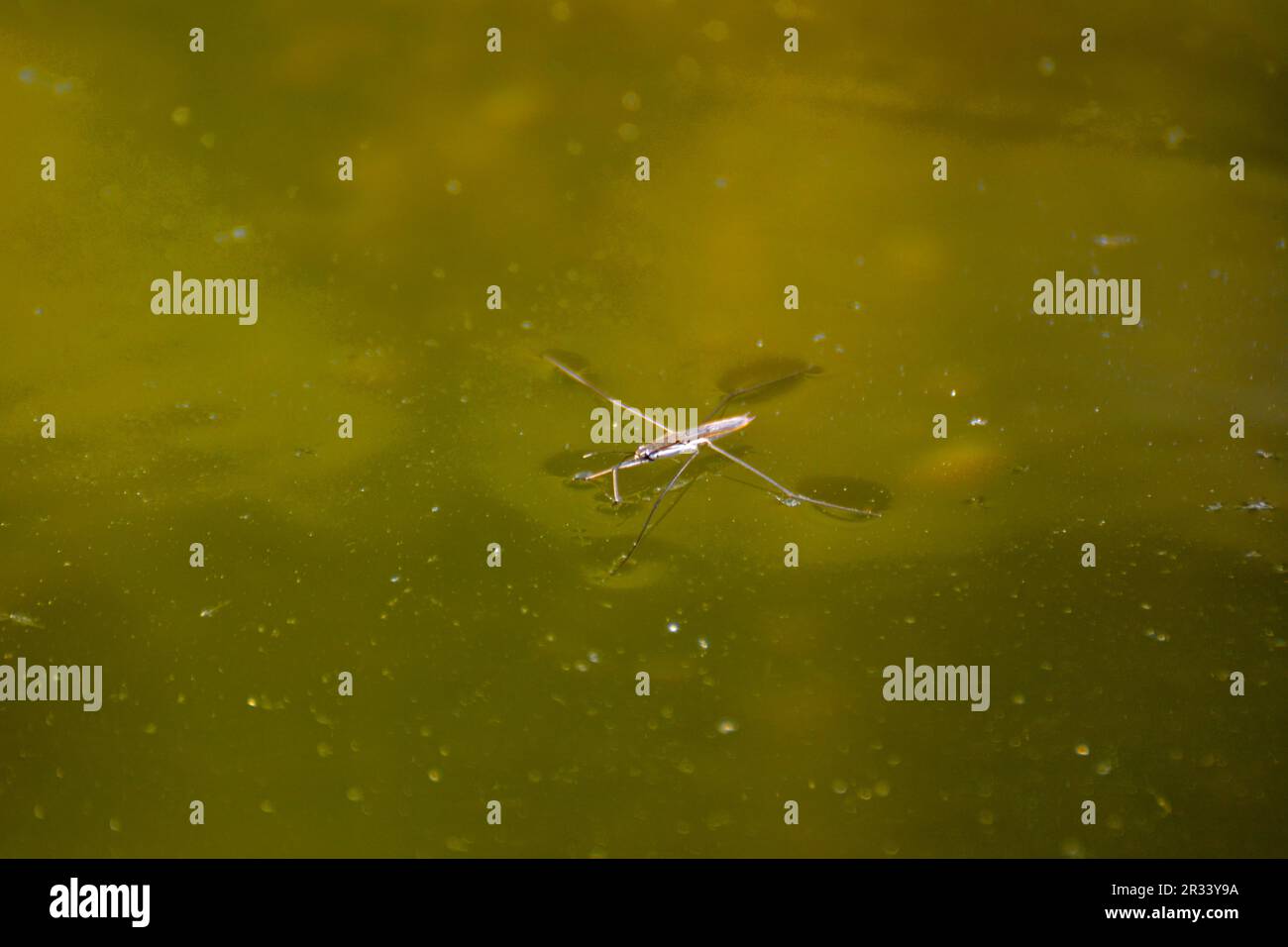Wasserspinne auf Wasser, Wasserspinne aquatica
