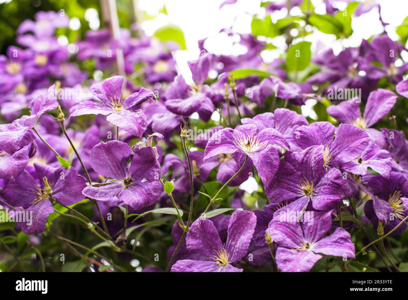 Purple clematis Stock Photo
