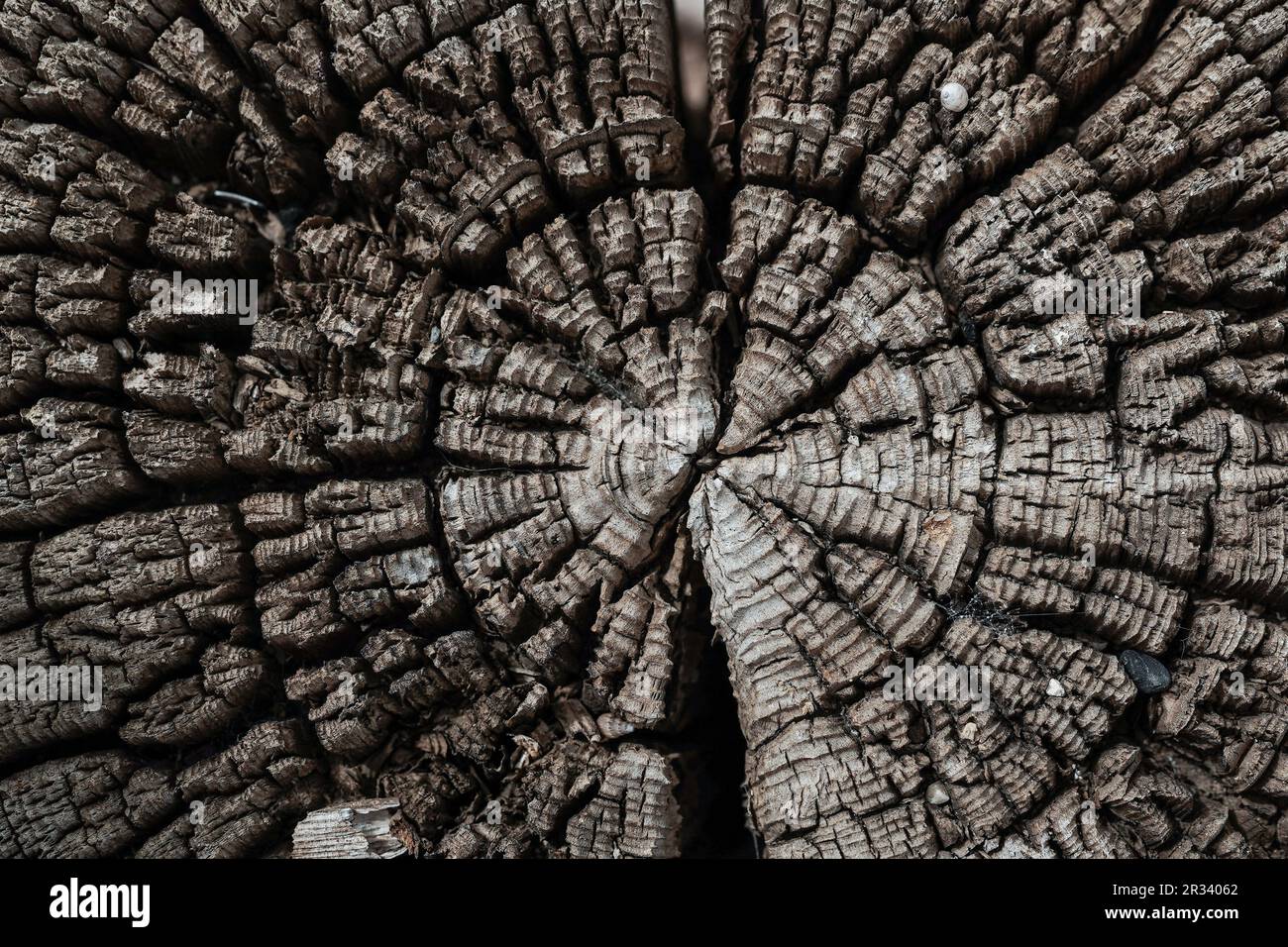 Dried Tree Base Section Cross section of a dried up tree Stock Photo - Alamy