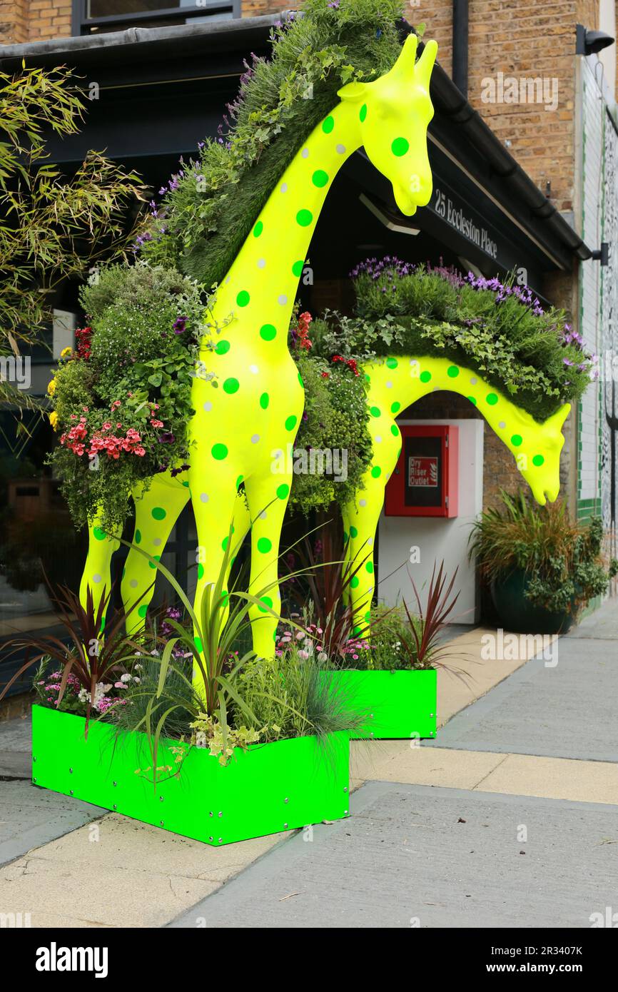 London, UK. 22 May 2023. Belgravia in Bloom festival will take place from May 2229. Returning