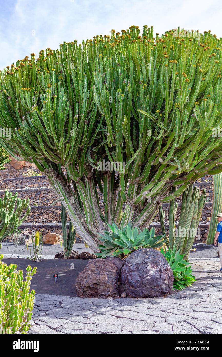 Tall cactus. Cactus tree in park. Stone hill Stock Photo - Alamy