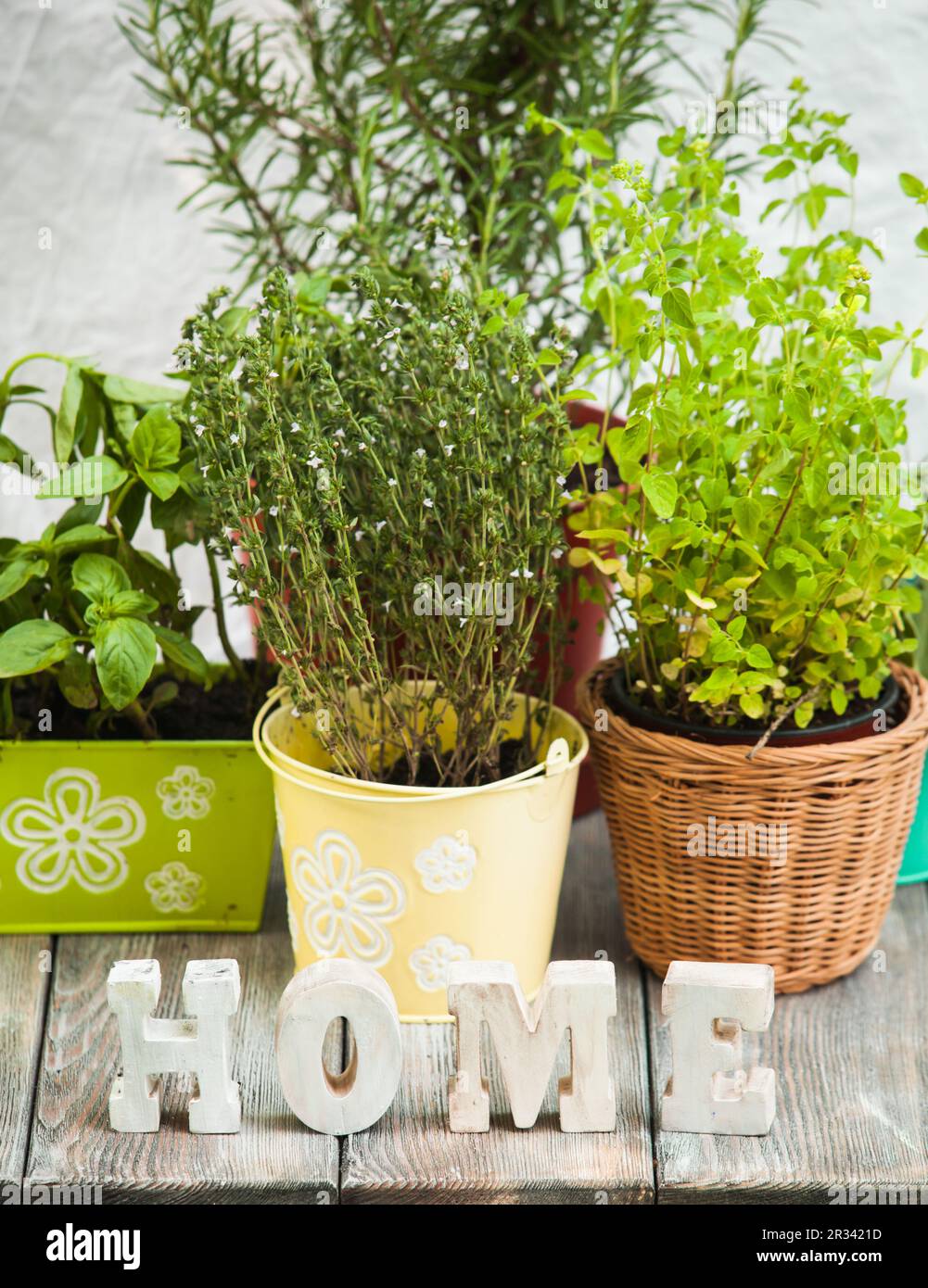 Collection of herb plants hi-res stock photography and images - Alamy