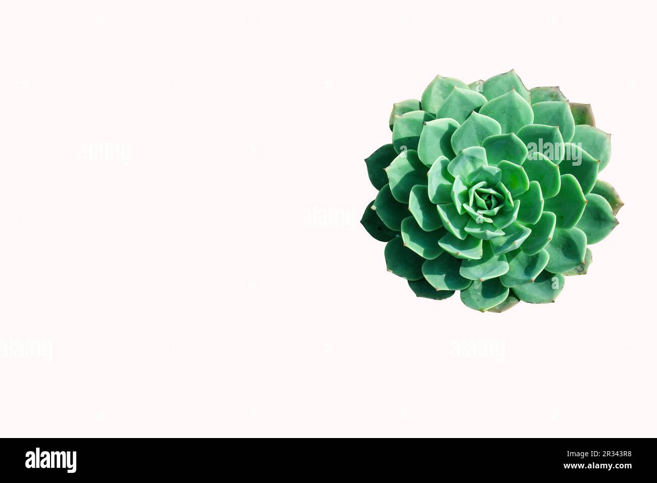Echeveria elegans is a popular succulent that forms compact rosettes of spoon-shaped pale bluish-green leaves. Stock Photo