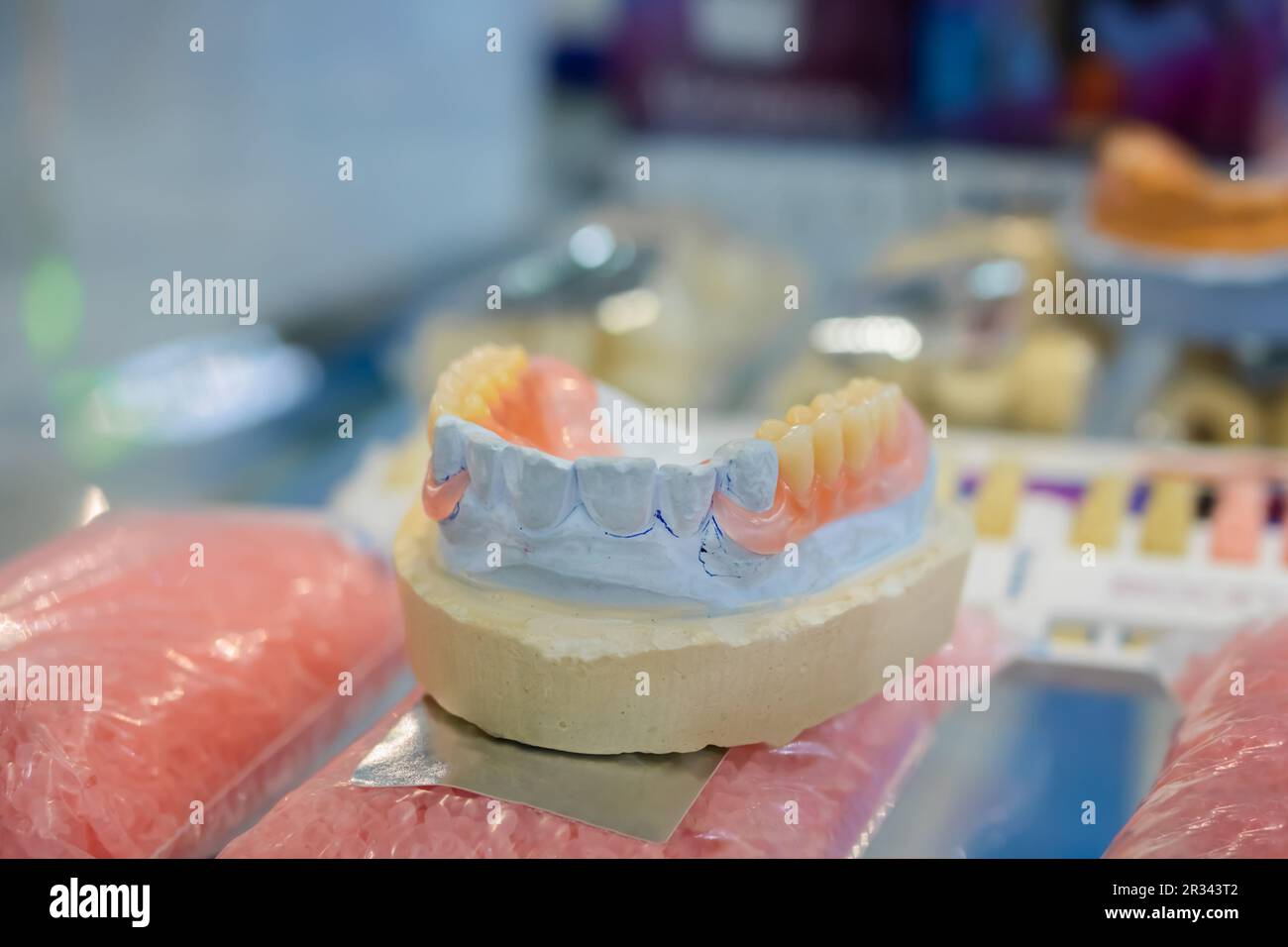 Plastic anatomical human jaw, demonstration model for education Stock ... Biology Diagrams