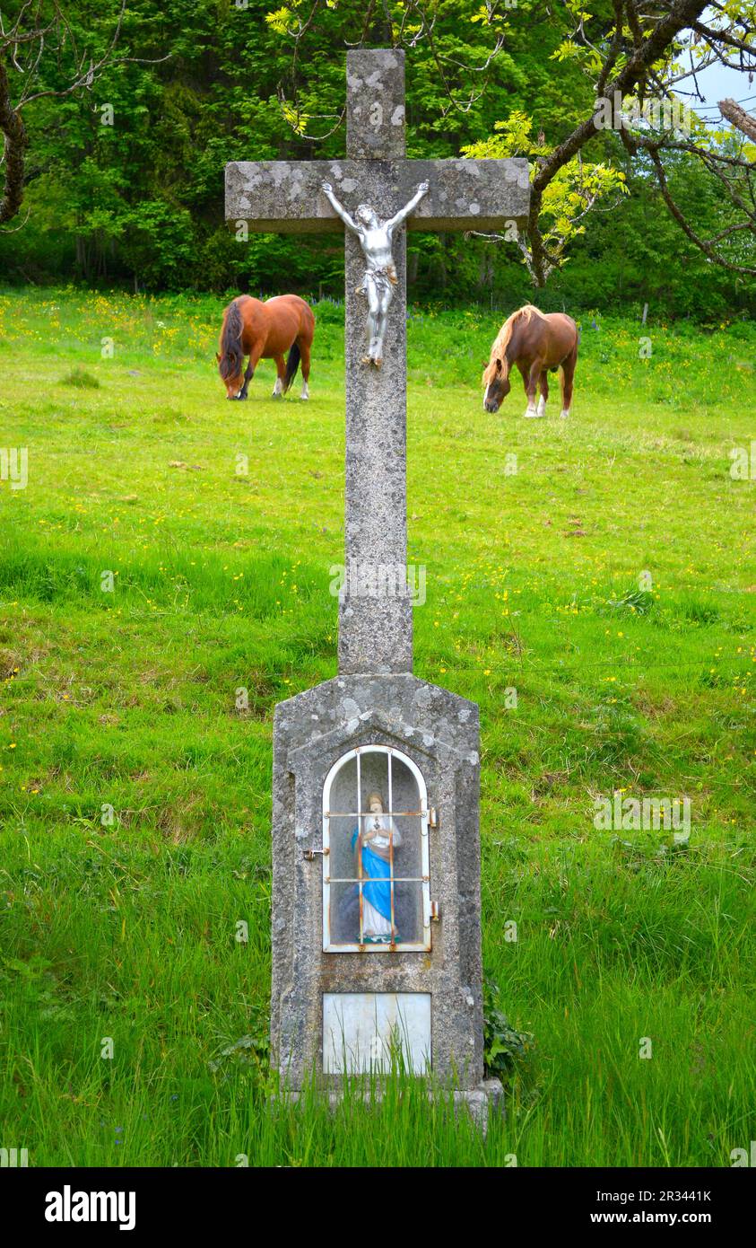 Black Forest Cold Blood Stock Photo - Alamy